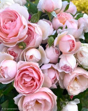 Load image into Gallery viewer, Lordly Oberon Rose English Rose Shrub~ David Austin 3 Gallon