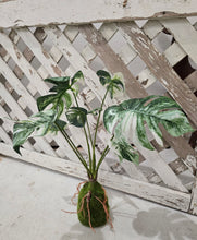 Load image into Gallery viewer, Faux Monstera Moss Ball Plant