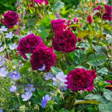 Load image into Gallery viewer, Munstead Wood Rose Austin English Rose Shrub~ David Austin 3 Gallon