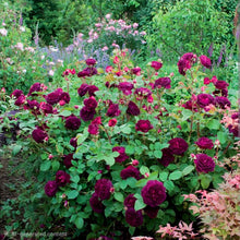 Load image into Gallery viewer, Munstead Wood Rose Austin English Rose Shrub~ David Austin 3 Gallon