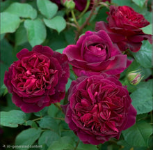 Load image into Gallery viewer, Munstead Wood Rose Austin English Rose Shrub~ David Austin 3 Gallon