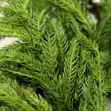 Load image into Gallery viewer, christmas norfolk pine wreath - 1