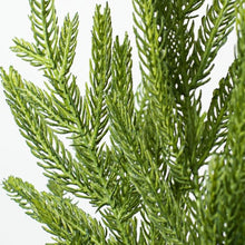 Load image into Gallery viewer, Christmas Norfolk Pine Stems~ Bundle of 6 | Vintage Character