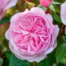 Load image into Gallery viewer, Olivia Rose Austin English Rose Shrub~ David Austin 3 Gallon