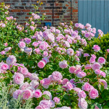 Load image into Gallery viewer, Olivia Rose Austin English Rose Shrub~ David Austin 3 Gallon