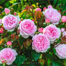 Load image into Gallery viewer, Olivia Rose Austin English Rose Shrub~ David Austin 3 Gallon