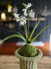 Load image into Gallery viewer, Faux White Orchid Moss Ball Plant