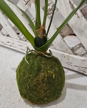 Load image into Gallery viewer, Faux White Orchid Moss Ball Plant