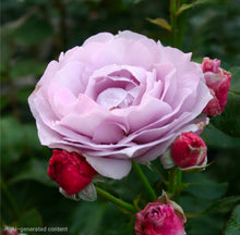 Load image into Gallery viewer, Poseidon Rose ~ Bloomables