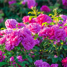 Load image into Gallery viewer, Princess Anne English Rose Shrub~ David Austin 3 Gallon