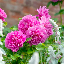 Load image into Gallery viewer, Princess Anne English Rose Shrub~ David Austin 3 Gallon