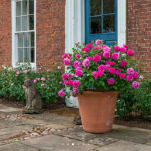 Load image into Gallery viewer, Princess Anne English Rose Shrub~ David Austin 3 Gallon