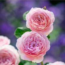 Load image into Gallery viewer, Queen of Sweden English Rose Shrub~ David Austin 3 Gallon