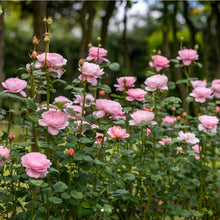 Load image into Gallery viewer, Queen of Sweden English Rose Shrub~ David Austin 3 Gallon