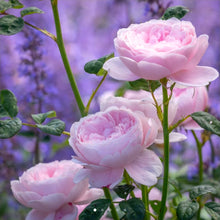 Load image into Gallery viewer, Queen of Sweden English Rose Shrub~ David Austin 3 Gallon