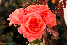 Load image into Gallery viewer, America Climbing Rose ~ Bloomables