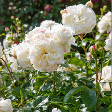 Load image into Gallery viewer, Tranquillity English Rose Shrub~ David Austin 3 Gallon