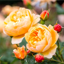 Load image into Gallery viewer, Roald Dahl English Rose Shrub~ David Austin 3 Gallon
