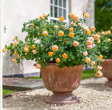 Load image into Gallery viewer, Roald Dahl English Rose Shrub~ David Austin 3 Gallon
