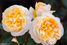 Load image into Gallery viewer, Romantica Moonlight Rose ~ Bloomables