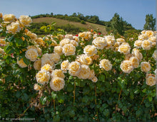 Load image into Gallery viewer, Romantica Moonlight Rose ~ Bloomables