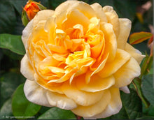 Load image into Gallery viewer, Romantica Moonlight Rose ~ Bloomables
