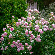 Load image into Gallery viewer, Scepter'd Isle English Rose Shrub~ David Austin 3 Gallon