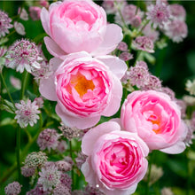 Load image into Gallery viewer, Scepter'd Isle English Rose Shrub~ David Austin 3 Gallon
