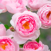 Load image into Gallery viewer, Scepter'd Isle English Rose Shrub~ David Austin 3 Gallon