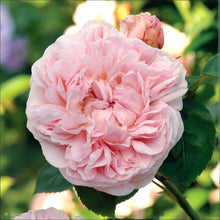 Load image into Gallery viewer, St. Swithun English Climbing Rose ~ David Austin 3 Gallon