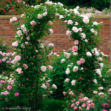 Load image into Gallery viewer, St. Swithun English Climbing Rose ~ David Austin 3 Gallon