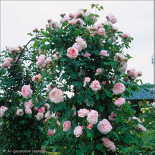 Load image into Gallery viewer, St. Swithun English Climbing Rose ~ David Austin 3 Gallon