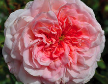 Load image into Gallery viewer, Sunbelt Savannah Rose ~ Bloomables