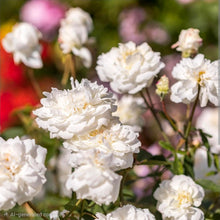 Load image into Gallery viewer, Susan Williams Ellis English Rose Shrub~ David Austin 3 Gallon