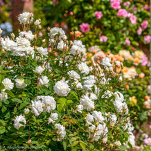 Load image into Gallery viewer, Susan Williams Ellis English Rose Shrub~ David Austin 3 Gallon