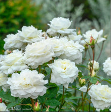 Load image into Gallery viewer, Susan Williams Ellis English Rose Shrub~ David Austin 3 Gallon