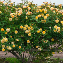 Load image into Gallery viewer, Teasing Georgia English Climbing Rose ~ David Austin 3 Gallon