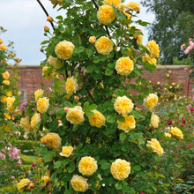 Load image into Gallery viewer, Teasing Georgia English Climbing Rose ~ David Austin 3 Gallon