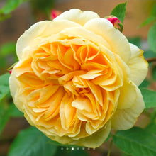 Load image into Gallery viewer, Teasing Georgia English Climbing Rose ~ David Austin 3 Gallon