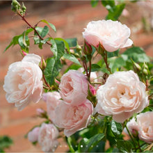 Load image into Gallery viewer, The Generous Gardener Climbing English Rose~ David Austin 3 Gallon