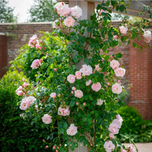 Load image into Gallery viewer, The Generous Gardener Climbing English Rose~ David Austin 3 Gallon