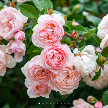Load image into Gallery viewer, The Generous Gardener Climbing English Rose~ David Austin 3 Gallon