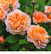 Load image into Gallery viewer, The Lady Gardener English Rose Shrub~ David Austin 3 Gallon