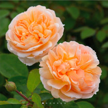 Load image into Gallery viewer, The Lady Gardener English Rose Shrub~ David Austin 3 Gallon