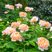 Load image into Gallery viewer, The Lady Gardener English Rose Shrub~ David Austin 3 Gallon