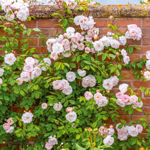 Load image into Gallery viewer, The Lady of the Lake Rambler English Rose~ David Austin 3 Gallon