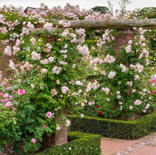 Load image into Gallery viewer, The Lady of the Lake Rambler English Rose~ David Austin 3 Gallon