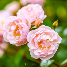 Load image into Gallery viewer, The Lady of the Lake Rambler English Rose~ David Austin 3 Gallon