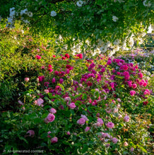 Load image into Gallery viewer, The Mill on the Floss English Rose Shrub~ David Austin 3 Gallon