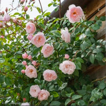 Load image into Gallery viewer, The Mill on the Floss English Rose Shrub~ David Austin 3 Gallon